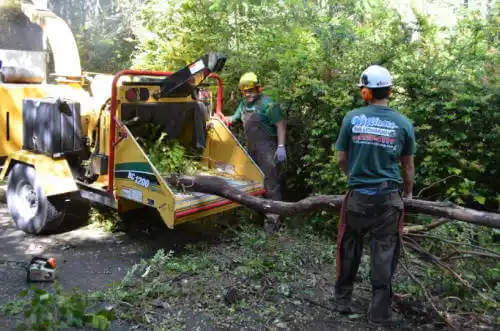 tree services University of California-Davis